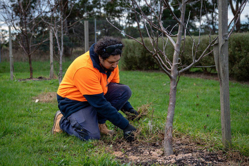 Ozzie Colley studied Certificate III in Parks and Gardens at South West TAFE.